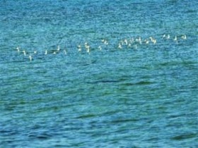 �Y�Y���C�݃p���R�O�C��ŃV���`�h���̌Q��m�F �R�`�ڐ݂̖��ߗ��ė\��n�u�M�d�Ȋ��v