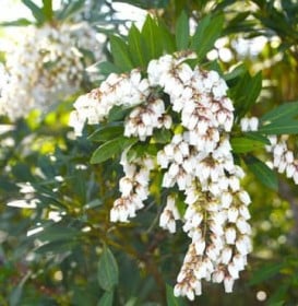 ����Łu��v�̉�? �󏭎�E�����E�L���E�A�Z�r������