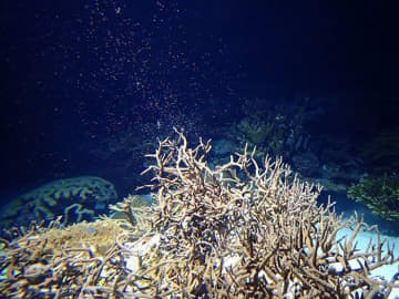 年連続 美ら海水族館でサンゴ産卵 スタッフが毎日4時間巡回 動画に収める Oricon News