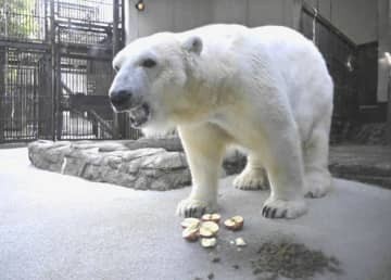 ピースの末永い健康願い贈り物 とべ動物園に青森から初物リンゴ ...