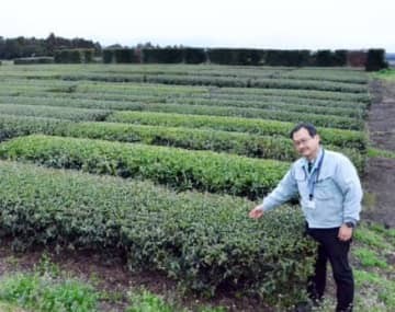 お茶といえば「やぶきた」が有名ですが…〝エース〟だけに頼らない。試行錯誤の末に組み上げた万能オーダーが多様なニーズを捉えた... 