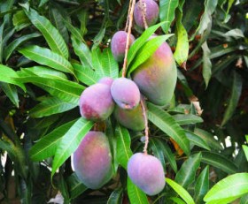 ����ꂵ�Ă��Ȃ����ǁc�}���S�[��Ȃ�100��! �ߋ��ɂ�200�����u�������n�y����ł���v ����E����܎s�̖���