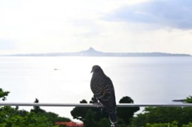 [����days]�����Ȃŗ[���҂���т�? �{��������