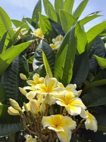 [����days]�C�i����u�₩�ȍ��� �ߔe�s����