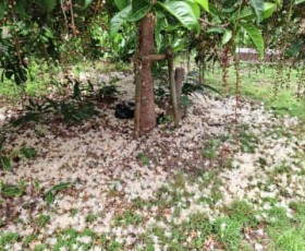 �ʏ́u�^�v�v�̃T�K���o�i�A�����߂��c�����ɔ������イ���� ���ꌧ�E����s��