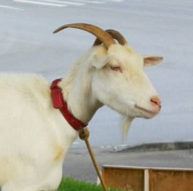 �u�݂�Ȃ��爤����Ă���̂ŁA�����H�p�ɂ͂ł��܂���v ����s���̐l�C�ҁu���[�����v�A������̐S������