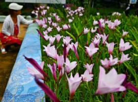 [����days] �J�オ��̉Ԓd�Ɂu���C�������[�v �ߔe�s�ዷ