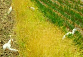 ����ɉa�T�� �T�M20�H���� ����E����s�̓c��ڂ�