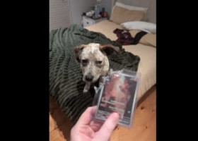 �����������ҏȁH�̃g���u�������\�y�b�g�ɂ������Ă��܂����|�P�����J�[�h