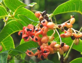 �g�܂Ԃ��Ԃ��h�Ɏ��Ă���? ����Łu�~�[�n���`���[�v�ȂǂƌĂ΂��Ԃ��� ���[���̌�������