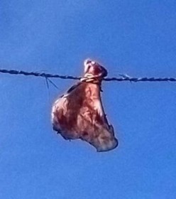 �؂̍����W���ɂ邵 ���N�ƖL����F�� ����E���Ǌԑ��̓`���s���u�A�L�o���C�v