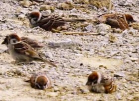 �X�Y���ɃR�T�M�A�c��ڂ⊱���ŉa�T�� ����E����s