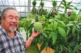 1�{�̖؂���2��ނ̃}���S�[ �L�[�c�}���S�[�ƃA�b�v���}���S�[ ����E����܎s�̖��� 