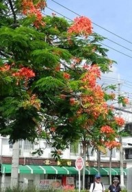 ���čʂ�z�E�I�E�{�N���J ���グ��s����ό��q ����E���Ί_�s�����߂�