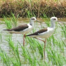 �u���ӂ̃o�����[�i�v�c��ڂɔ� �s���N�F�Œ����r�̃Z�C�^�J�V�M ����E����s���