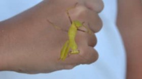 �S�g���F�̃J�}�L���A����E�앗�����̏��w�������� �u���߂Č����v���Ƃ��������̐���