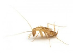 ��Ŋ뜜��u�~���R�z���A�i�S�L�u���v�𔭌� �{�Ó��ł�52�N�Ԃ� ���[�`���[�o�[������������