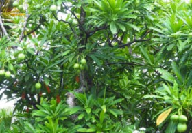 �u�����������B���̎��ł����v�c���͗L�� ���t�Ŏ����̋���� ����܎s�V�苴�߂��Ƀ~�t�N���M