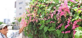 �N�₩�ȃs���N�Ԃ��f���� �H�ɊJ�Ԃ���j�g�x�J�Y�� ����E�Ί_�s�̔_���ō炫�ւ�