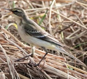 �H������쒹�u�c���i�K�Z�L���C�v �a�T�����c������� ����E�Ί_���ɔ�