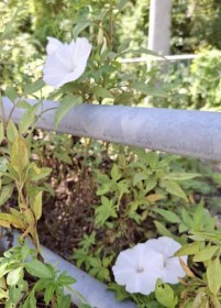 �����ɏ����̉Ԃт� �A�T�K�I������329�������ɊJ�� ����E����s