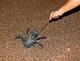 [����days]��̊C�m������ ���H�����f���Ă����̂́c