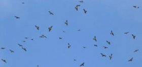 1200�H�́u�^�J���v ����E�Ί_�s�ɃA�J�n���_�J�̔򗈊m�F �����Ɓu�ߋ�17�N�Ԃ�2�Ԗڂɑ����v