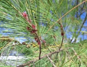 �C�ݐ��ɖh���E�h���тŐA���Q�� ���N�}�I�E���Ԃ��ԍ炩�� ����E����s����n��