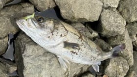 ���ق̐H�킹�\�́B�ނꂽ���̔����ȏオ�g�ۓۂ݁h�B�V�W�������̃V�[�o�X���A�[�̎��ސ��\�Ƃ́H