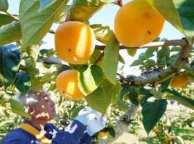 ��ʂ̏����`�����Ɂ@���n�Ő���