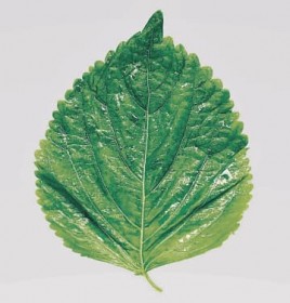 �x�R�����܂ŃX�e�[�L��f�G�Ɂ@�N�Z�ɂȂ�\�[�X�@��v�o�g�A�����j�q�̔o�D�E�r�c�q���񃌃V�s�l��