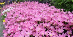 �ʂ�s���N �J�̂���ĂɊJ�� �Ԓd�ɑN�₩�ȃ[�t�B�����T�X�炭 ����E�Ί_�s