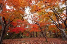 �g�t�X�|�b�g�̕�ɁA�����S�������Łu���ҍg�t�܂� 2025�v�J�Ò��I ������11�����{?���{�̌����݁i��ʌ������S���Ғ��j