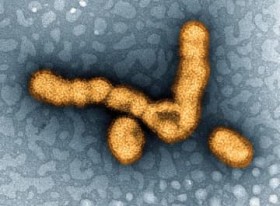 �C���t�����s�A���ӕ񃌃x���@�O�T��2�{���A�S���ő���