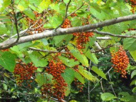 �C�C�M�� ��Ȃ�Ɏ� �h���C�o�[�̖ڂ��y���܂��� ����E����s���]����18������