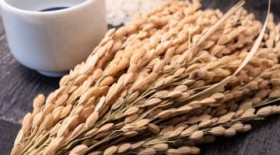 11��12���A13���͈ꗱ���{���c������16��������A���̊J�^���A�ǂ�ȋg��?