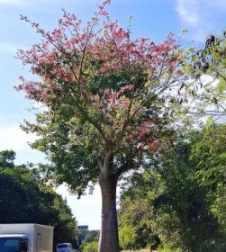 �s���g�Q�́u��ăU�N���v�Ƀs���N�̉� ���������Ő�ɉf���� ����E����s�v�u�ō炭