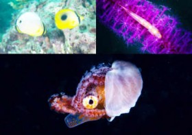 ���C���U��?���ẪO�����u���[?���i20�j�^�R�u�l�@�L�k���钿��ɋ���