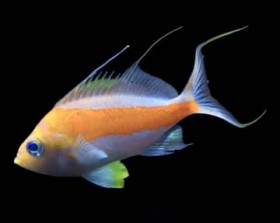 ����C�����فA�������̏W�̋���W���@�T�N���_�C�̈��@�a���u�^�X�L�T�N���_�C�v�Ɩ���