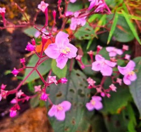 ���v�c�ɍʂ�s���N �n�V�J���{�N�A�H����~�ɂ����ĊJ�� ����E����s