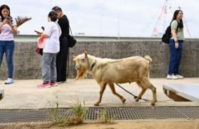 [����days]���Ǝv������c �ߔe�s�E�g�̏�r�[�`