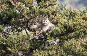 �R���ړ�����_��L���V�R�E�̌Q��̉f���B�e�ɐ����\����