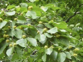 �ė��N������H�N�}�o�v�Ɍx���@�u�i�̎��u�N�����A�H�c������