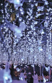 LED�Ō��z�I��?�t�W�̉�?�@���������t�����[�p�[�N�i�Ȗ؁j��500�����̃C���~�l�[�V����