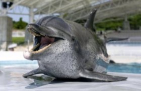 �C���J�́u�I�L�����v���ʁ@75�N����C�m���ŃV���[�ɏo��