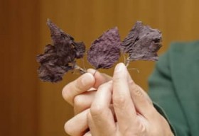 �ԃV�\���烌�����̍���A�ǂ�����������H�@�k�o����Ɍ���30�N�A�k�C�����z���Ō���