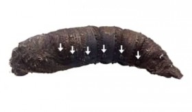 �K�̂��Ȃ��A�w�r�̐��܂ˁH�@��C���o���ŕߐH�҈Њd��