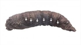 �K�̂��Ȃ��u�V���[�v�@�C�傩���C���o�A���œV�G�Њd�H�@������Ȃǂ̌����`�[����