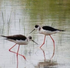 �u�s���[�C�s���[�C�v�Ɩ��Ȃ���삯��� �s���N�̍ג������ŉa�T�� ����E�������ɓn�蒹����