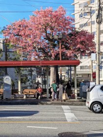 [����days]�o�X��ɉԖ��J �ߔe�s����